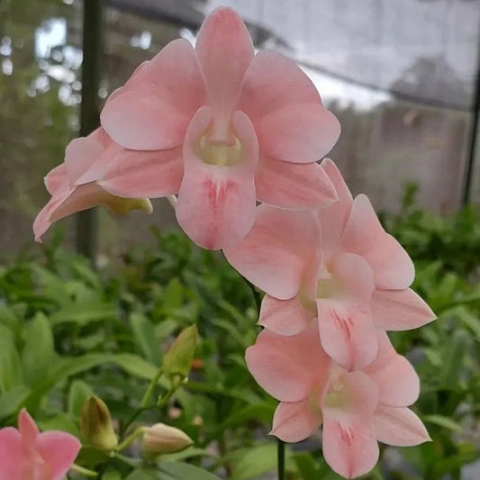 Dendrobium Peach Mini