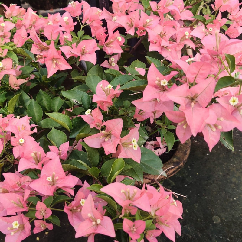 Kayata (grafted)