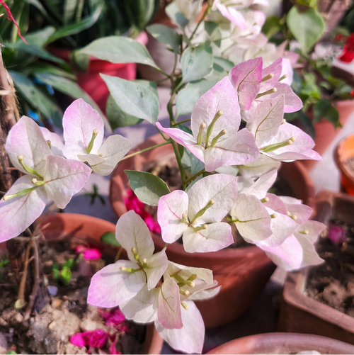 Silver Leaf Thai Delight (Rooted)
