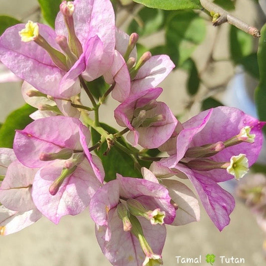 Tricolour Green Leaves (Grafted)