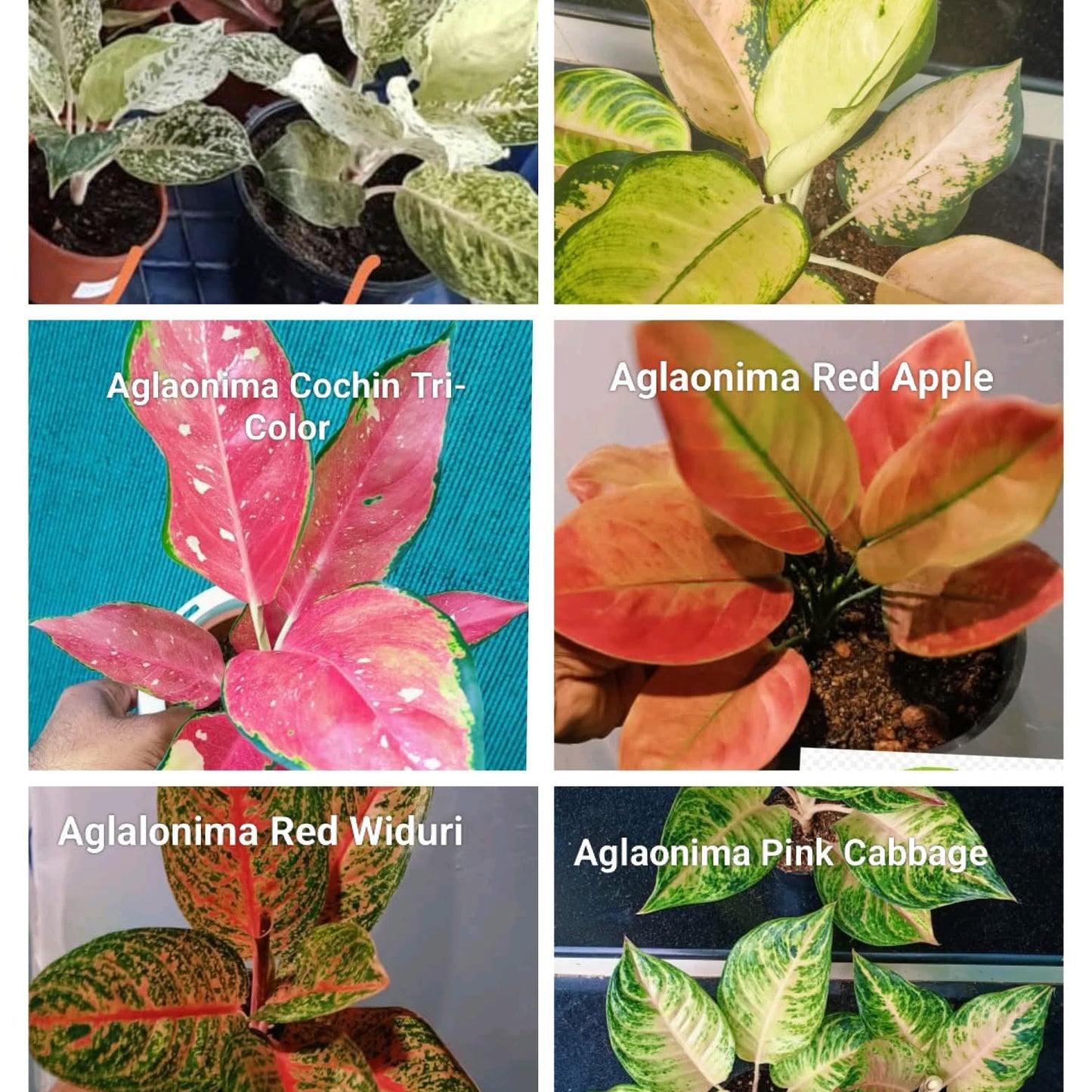 Aglaonema Super Combo 2025