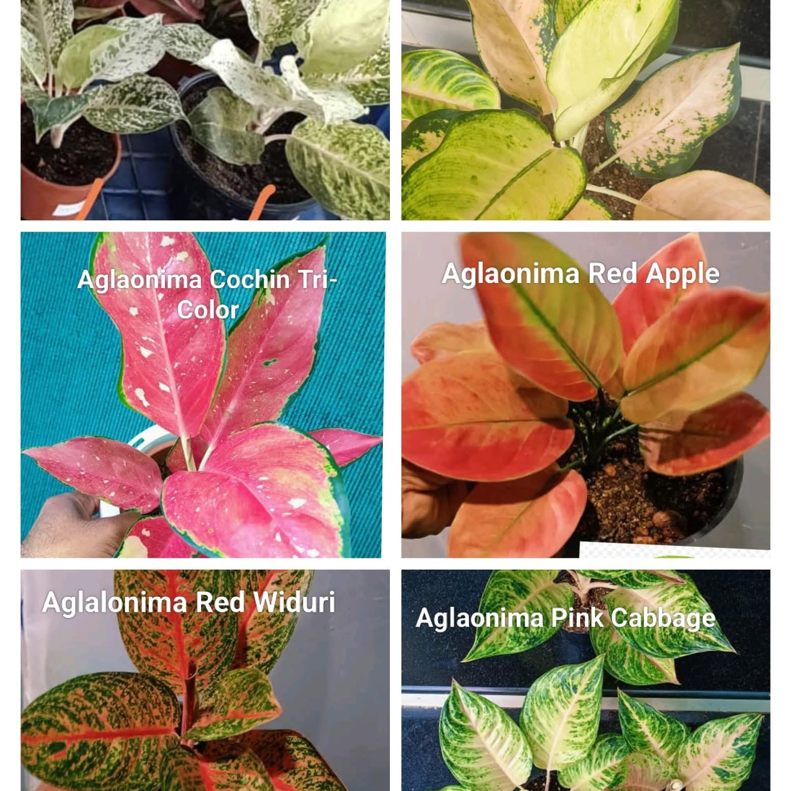Aglaonema Super Combo 2025