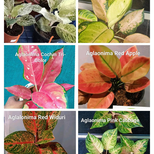 Aglaonema Super Combo 2025