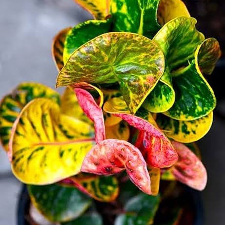 Apple Croton
