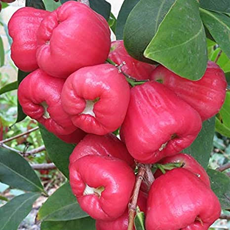 Red Apple Jamrul