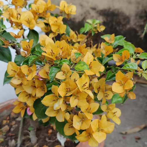 Monalisa Yellow