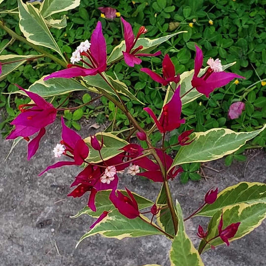 Ruby Variegated (Grafted)