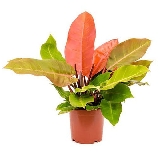 Philodendron Orange