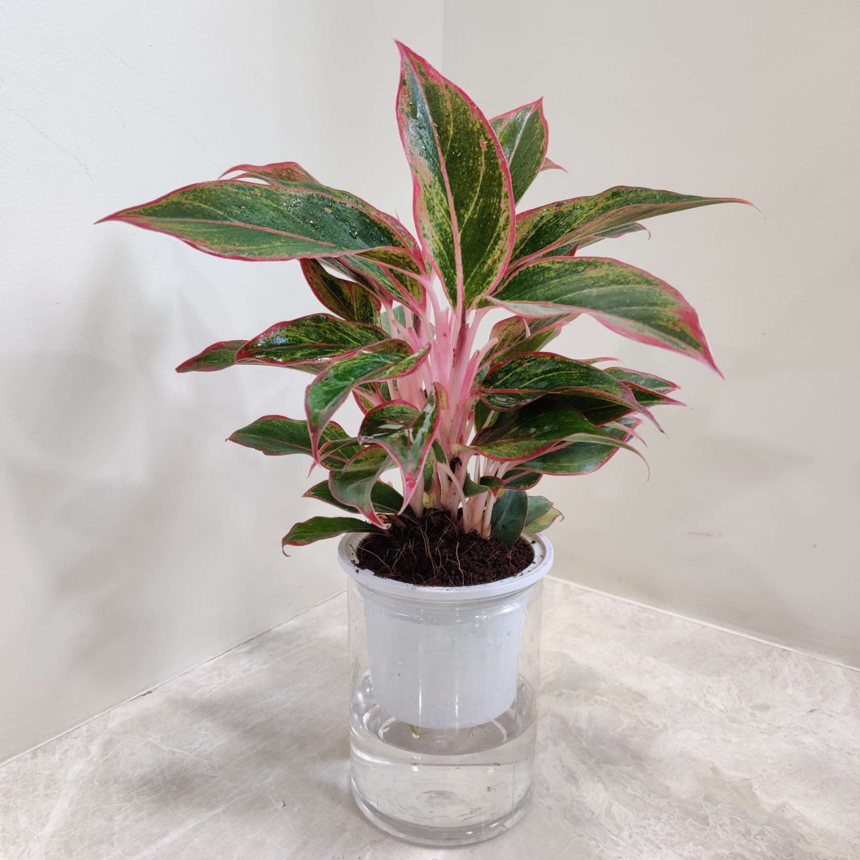 Aglaonema Lipstic Water Plant