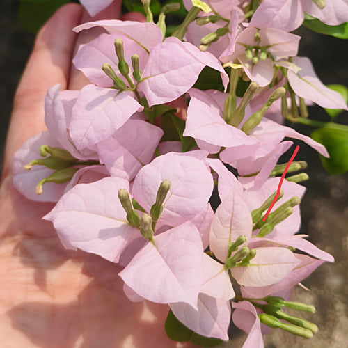 Lilac Formosa