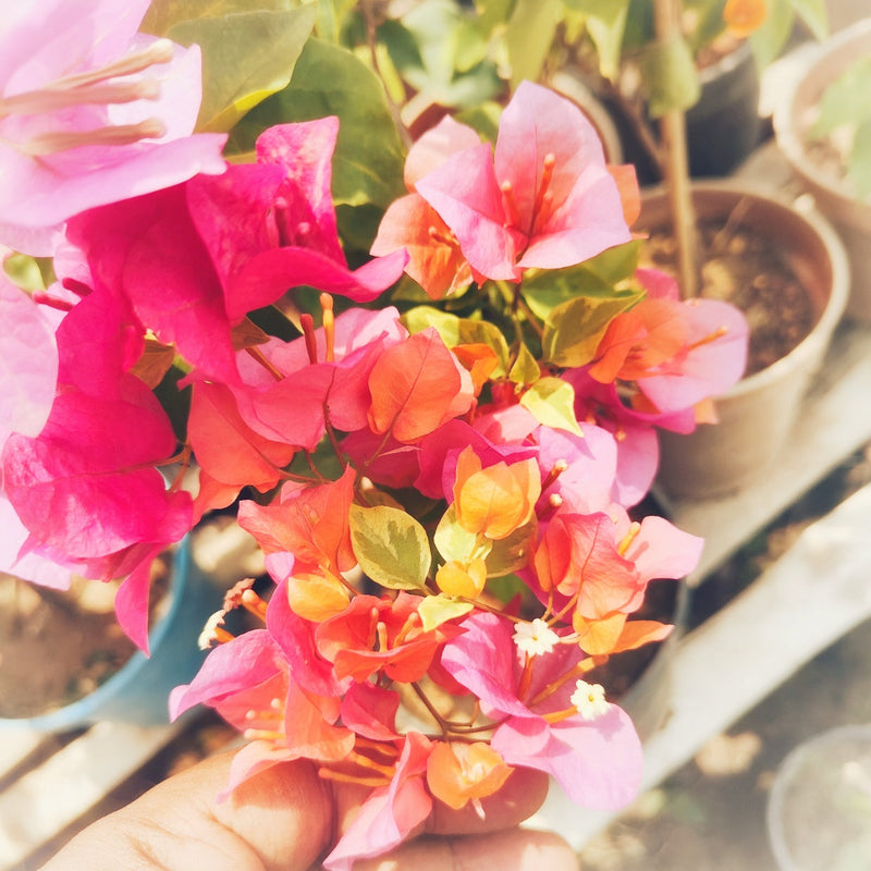 Rainbow Variegated
