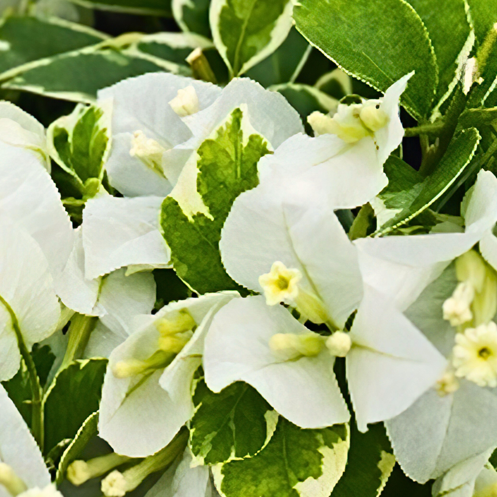 Miss Alice Variegated