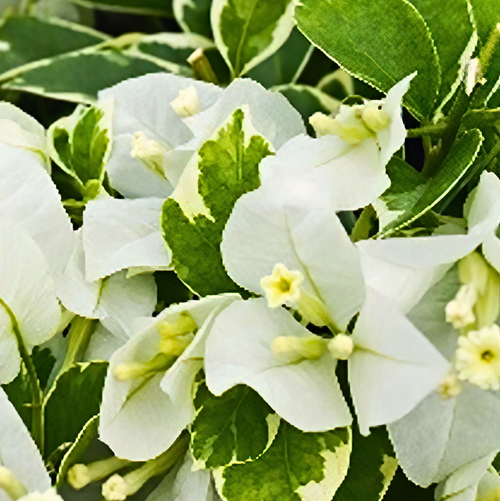 Miss Alice Variegated