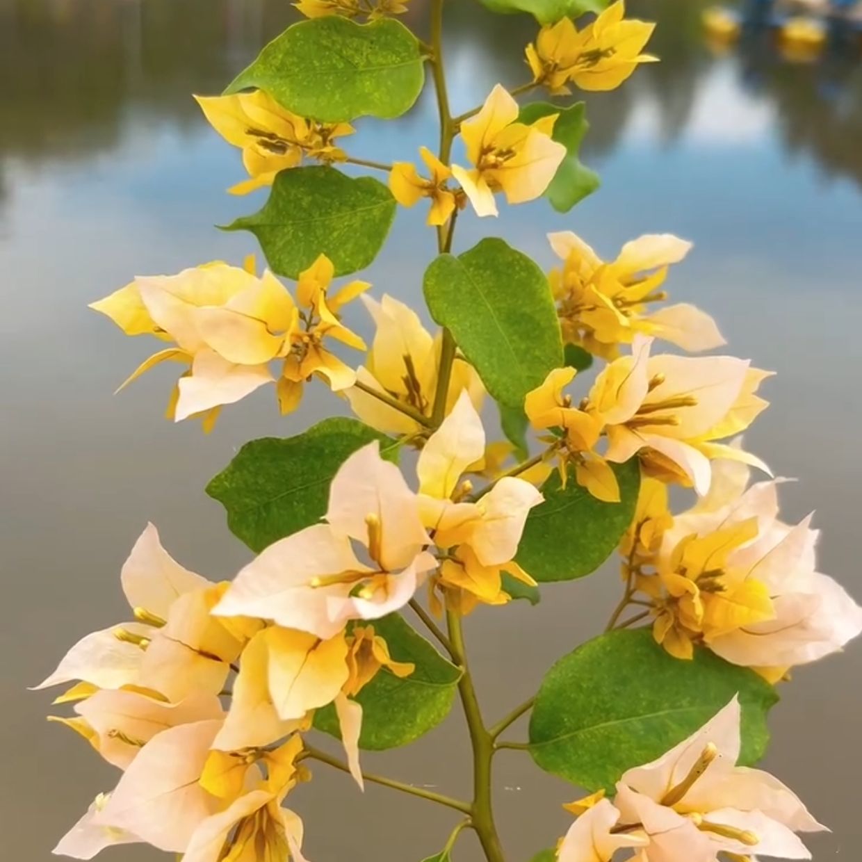 Foxtail Yellow (Grafted)