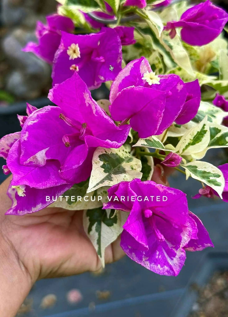 Buttercup Variegated