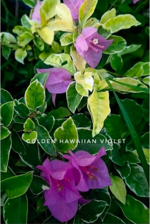 Golden Hawain Violet