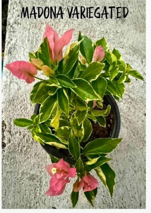 Madona Var