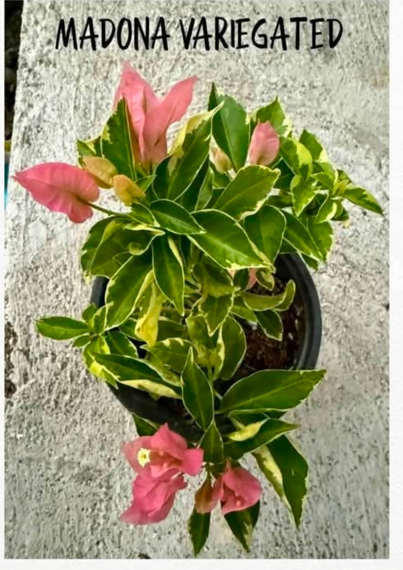 Madona Var