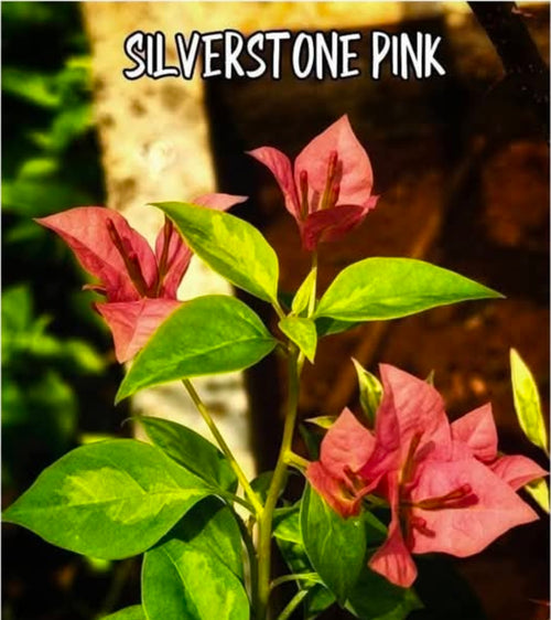 Silver Stone Pink