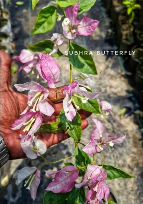 Subhra Butterfly