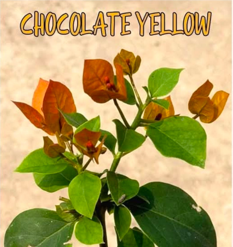 Chocolate Yellow