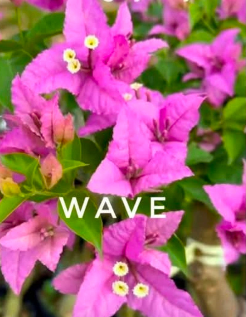 Wave