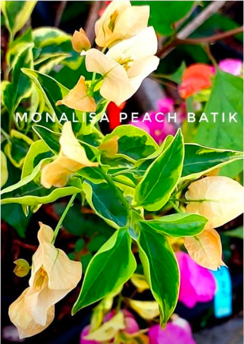 Monalisa Peach Batik