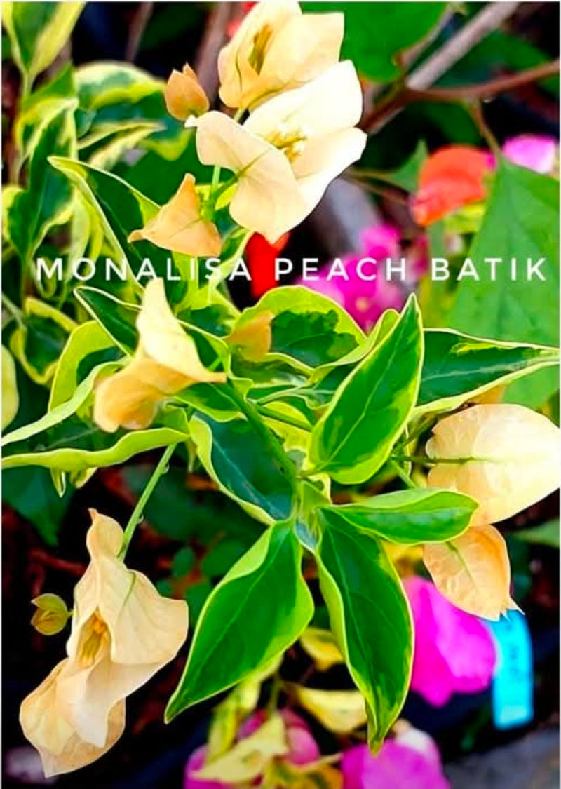 Monalisa Peach Batik