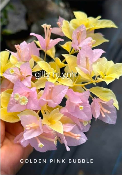 Golden Pink Bubble
