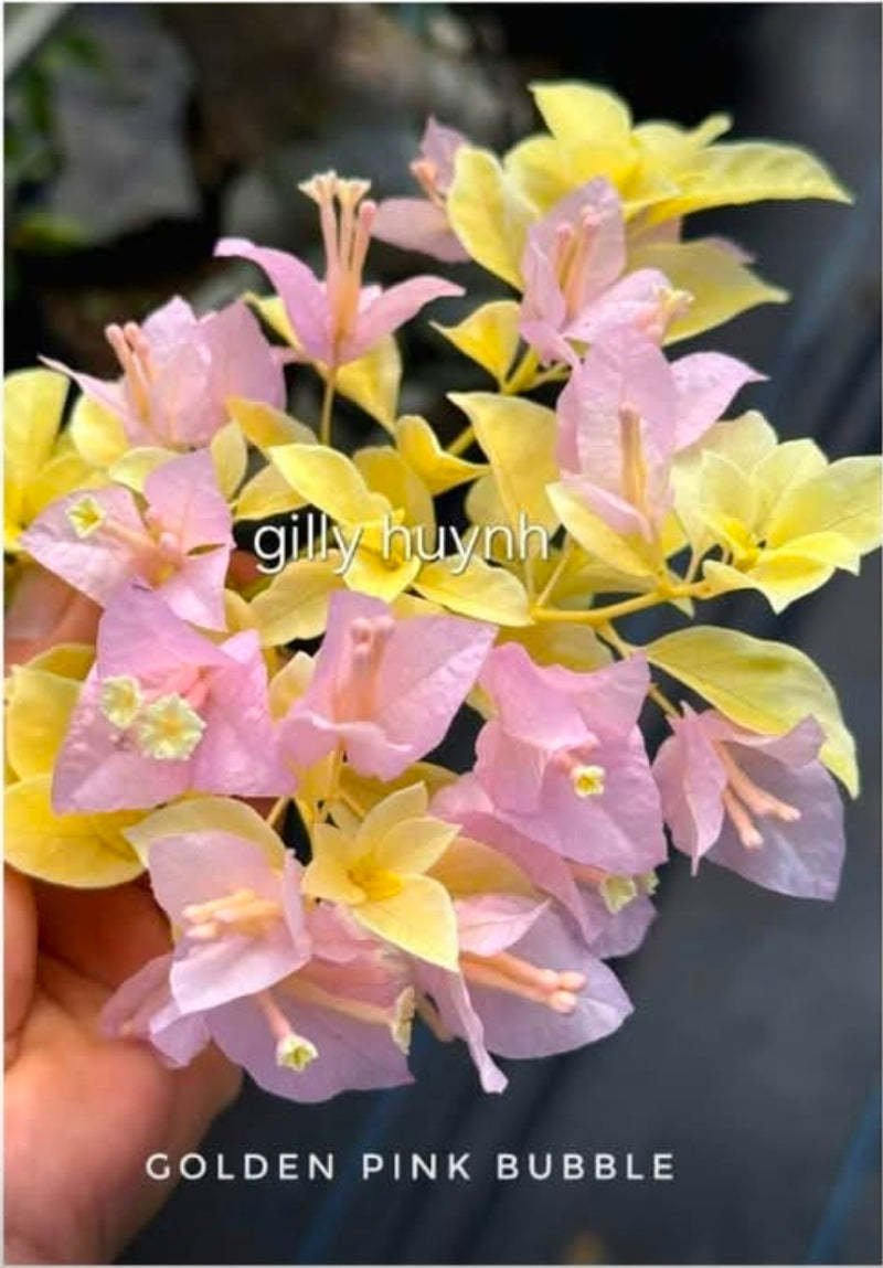 Golden Pink Bubble