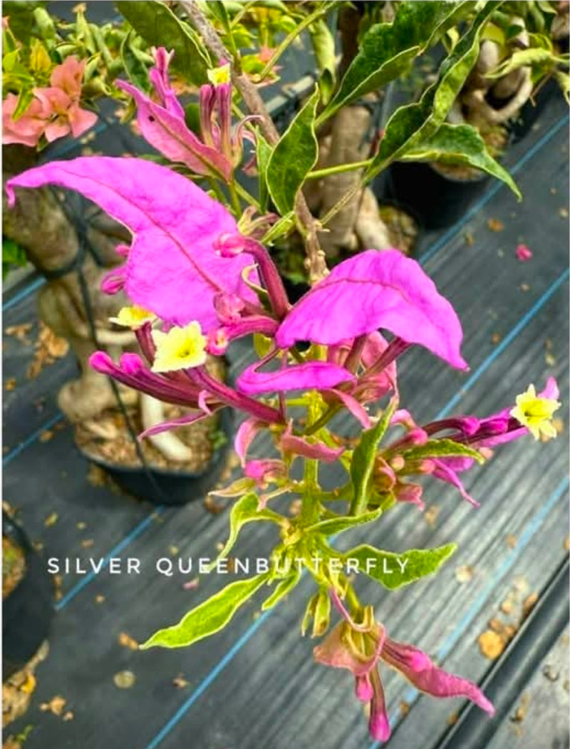 Silver Queen Butterfly