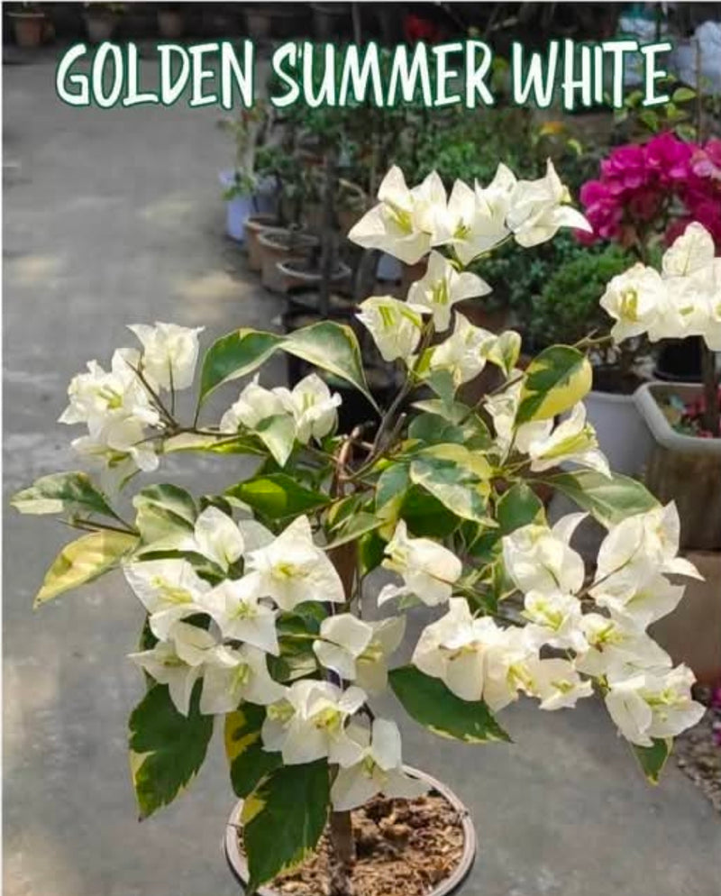 Golden Summer White