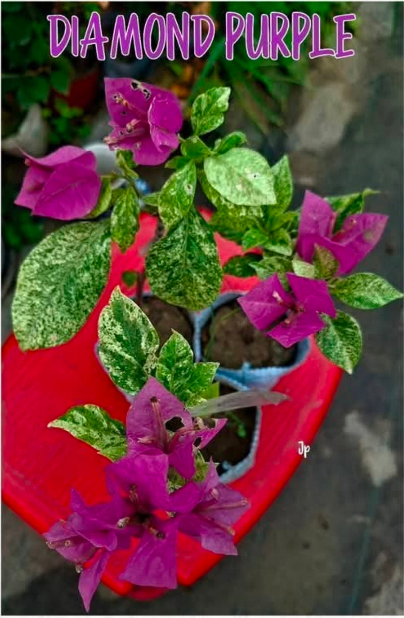 Diamond Purple