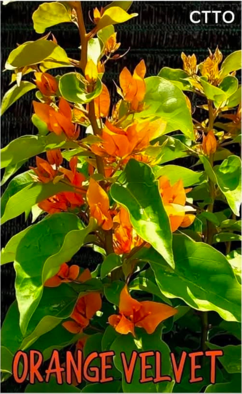 Orange Velvet