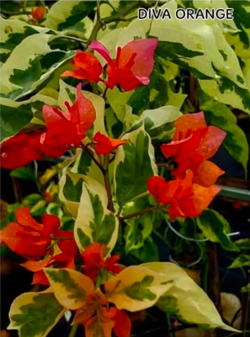Diva Orange
