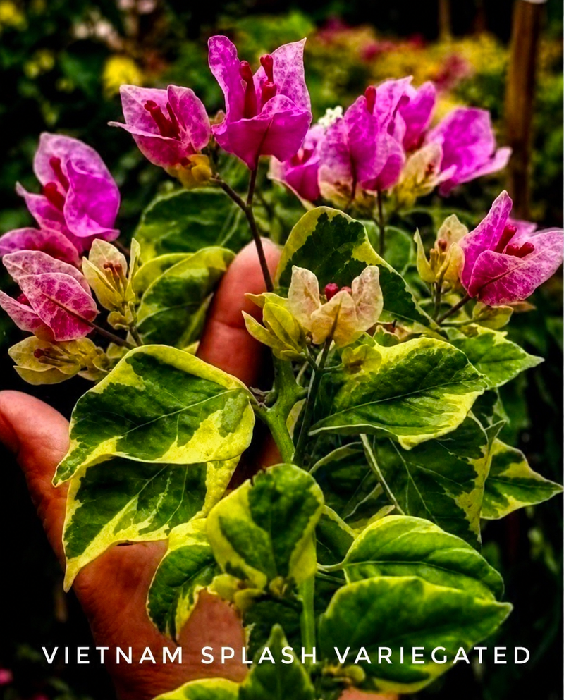 Vietnam Splash Variegated