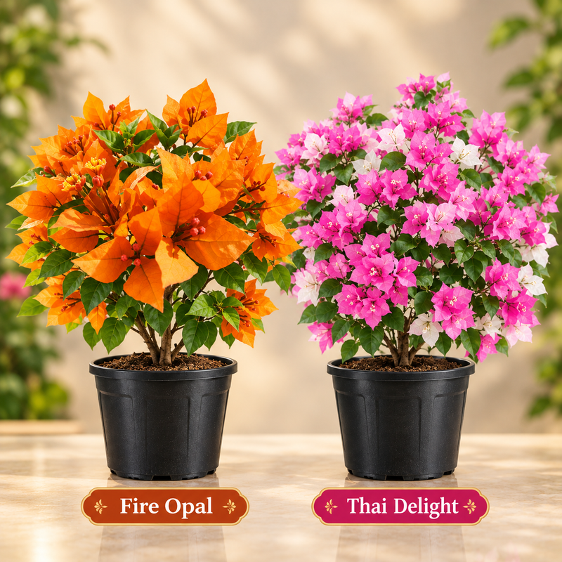 Thai Fire Duo