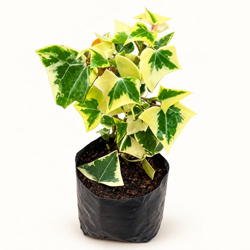English Wax Ivy