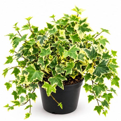 English Ivy