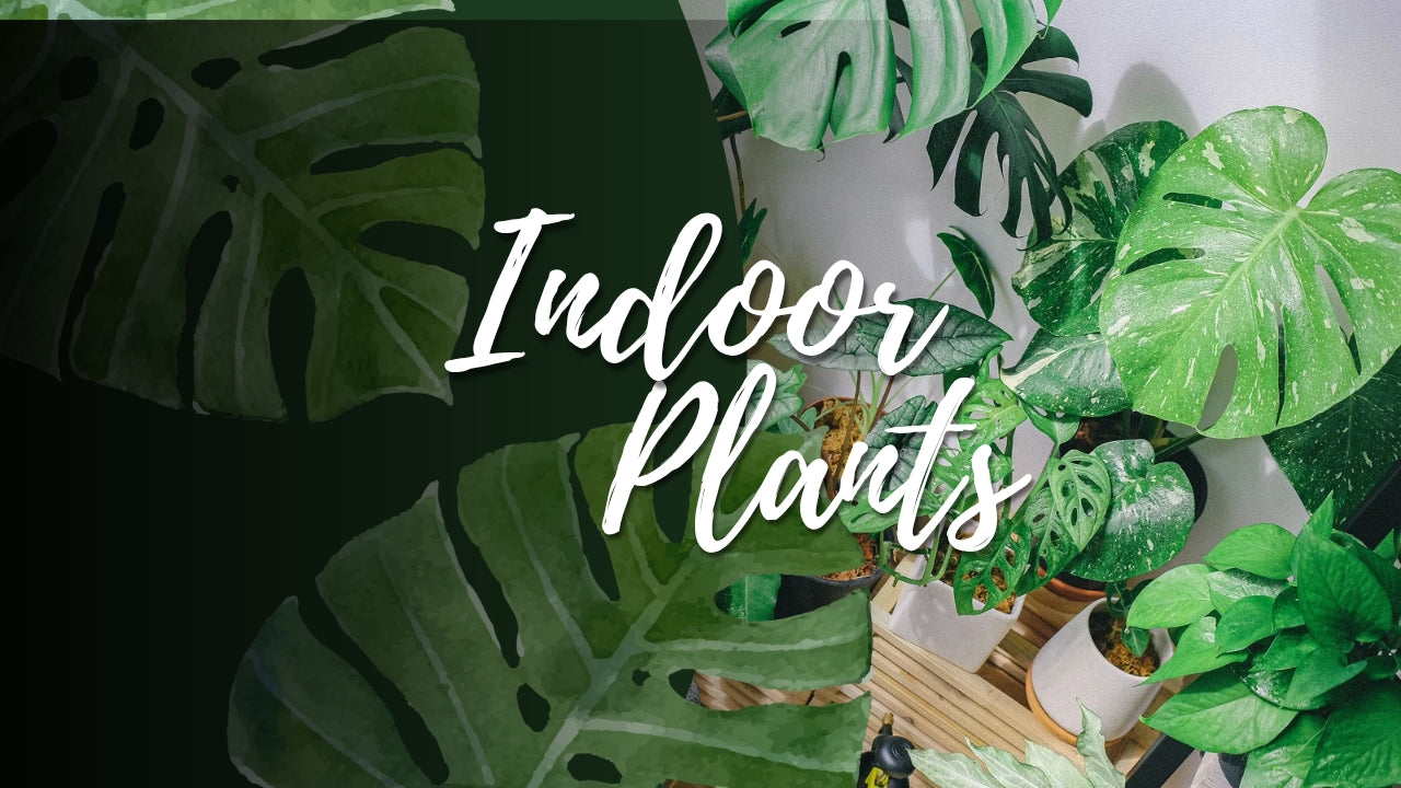 Bring Life to Your Home