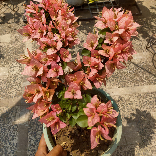 Marut Beauty