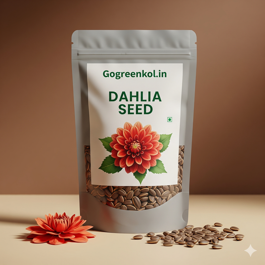 Dahlia Seed