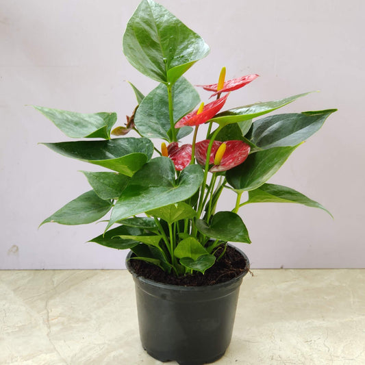 Anthurium Red