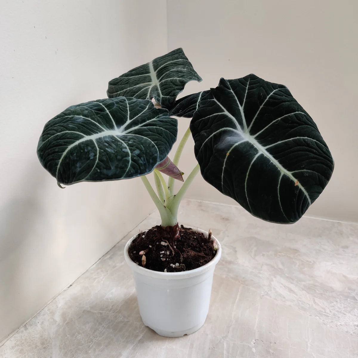 Alocasia Black Velvet