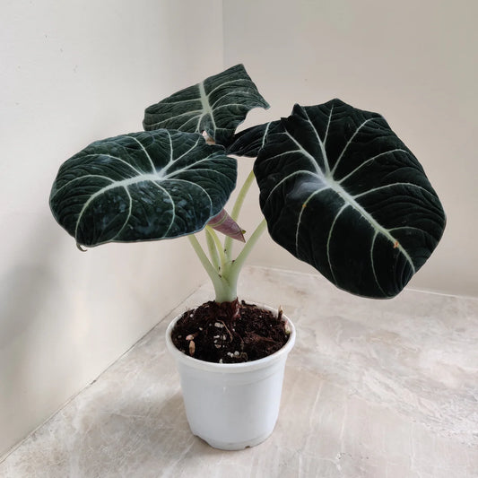 Alocasia Black Velvet