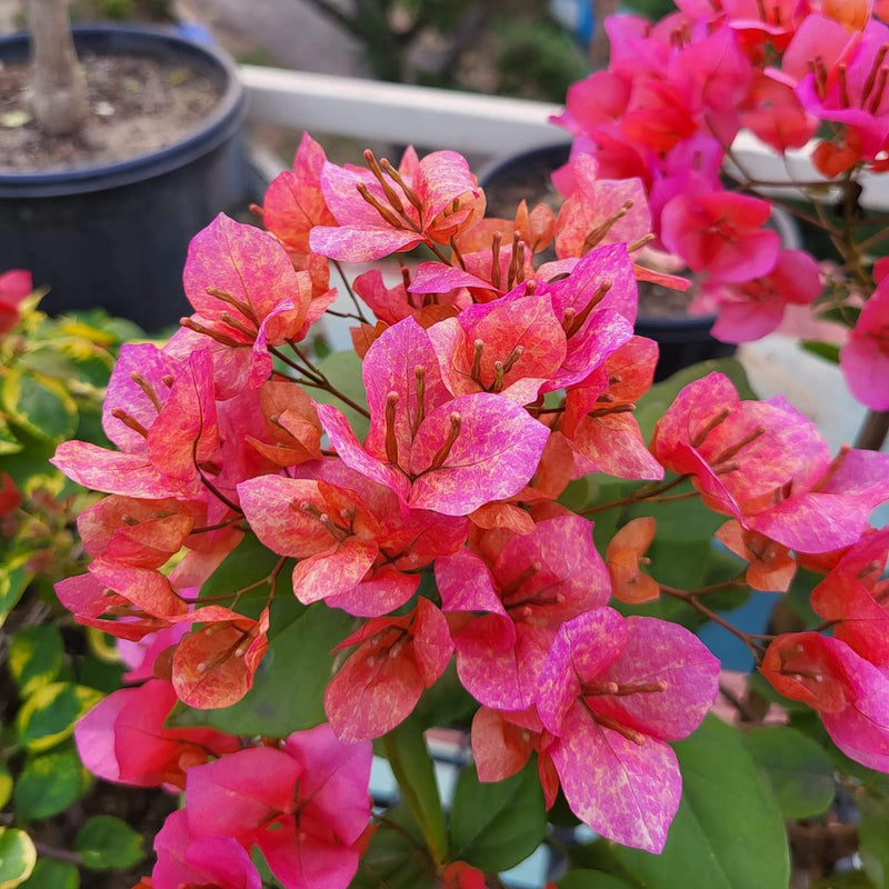 Vietnam Mix