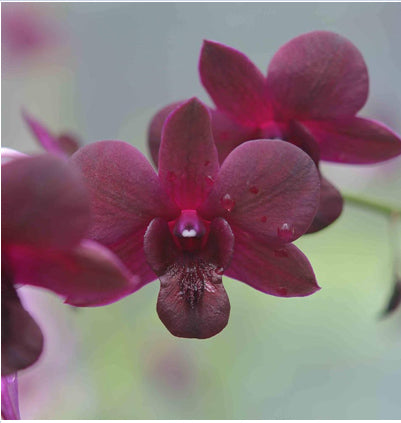 Dendrobium Pioneer Red