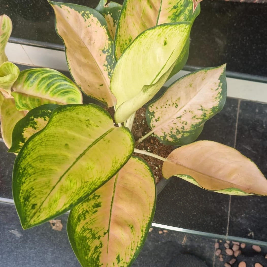 cochin aglaonema Aglaonema Cochin Sutra – GO GREEN