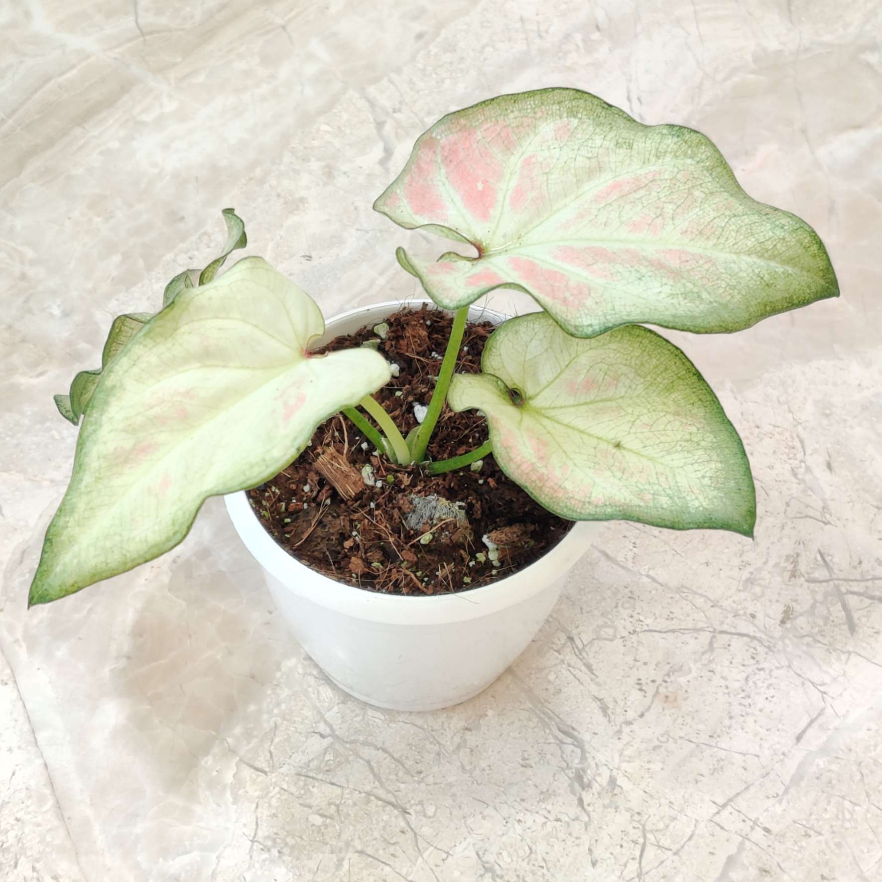 Caladium White Star