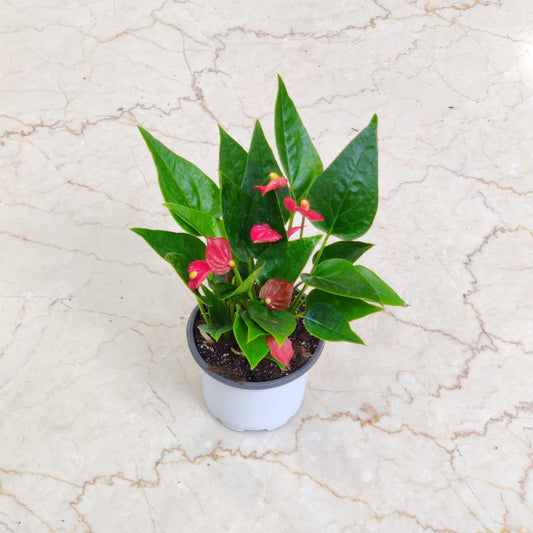 Anthurium Mini
